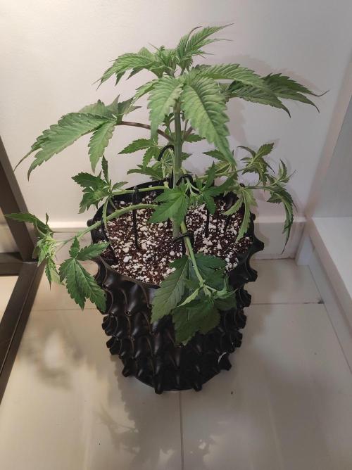 Godness Flower #2. Week 4