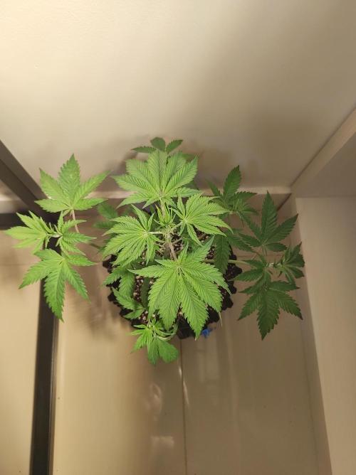 Lambeijax #2. Week 4