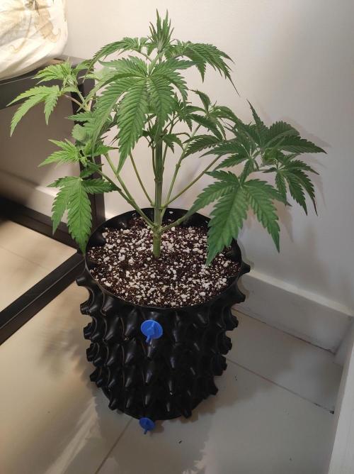 Lambeijax #2. Week 4