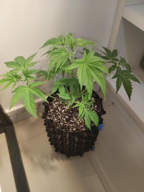 Lambeijax #2. Week 4