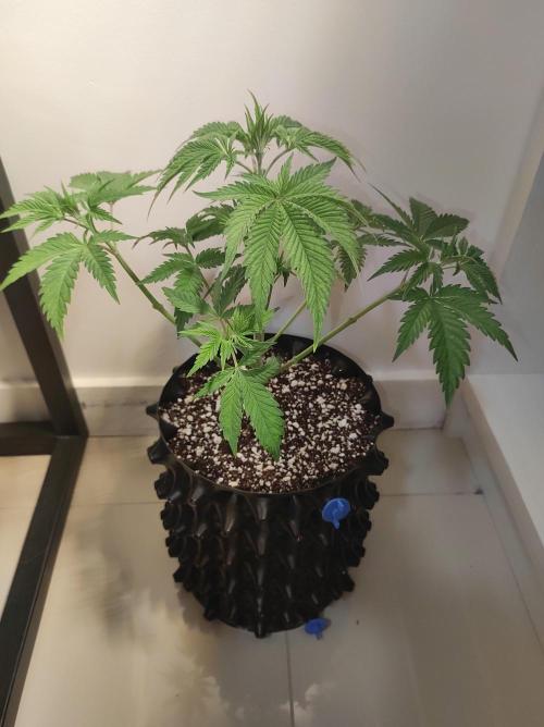 Lambeijax #2. Week 4