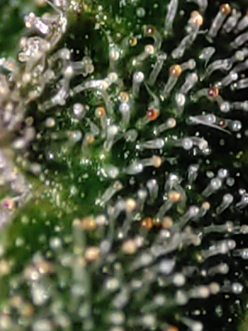 Lambeijax #Santa Maria. Week 13