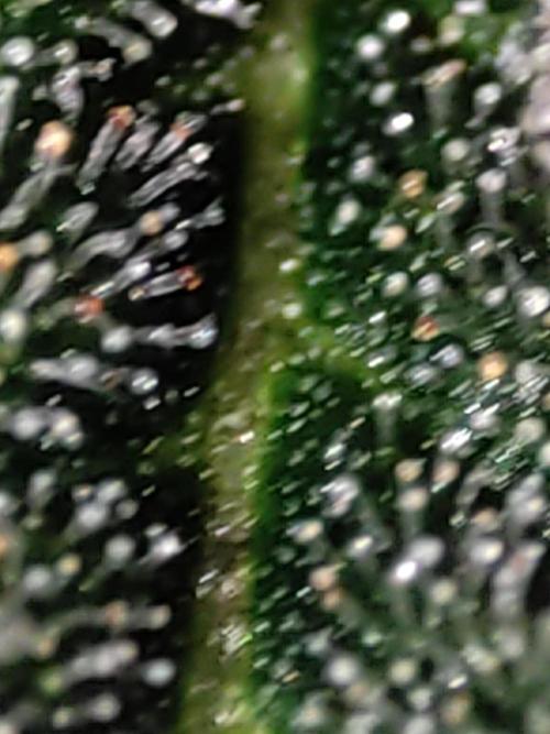 Lambeijax #Santa Maria. Week 13