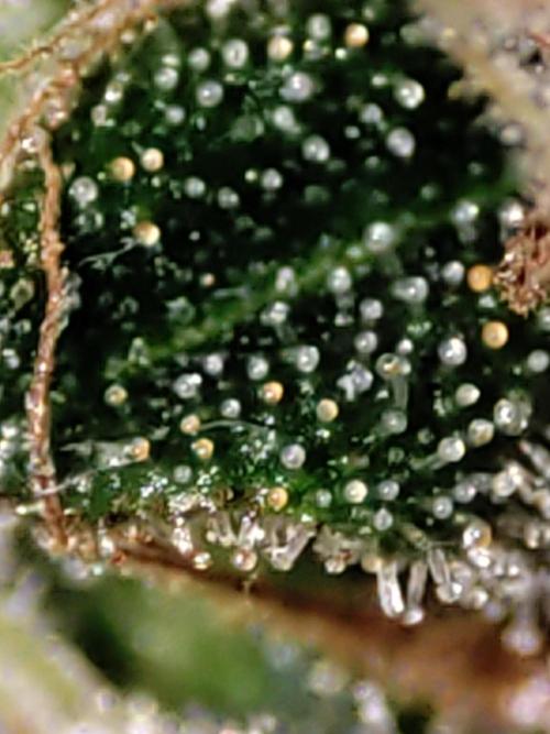 Lambeijax #Santa Maria. Week 13