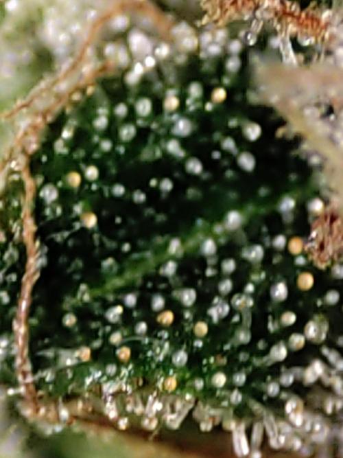 Lambeijax #Santa Maria. Week 13