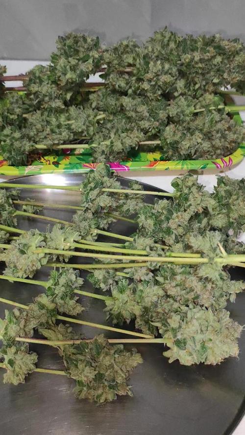 Lambeijax #Santa Maria