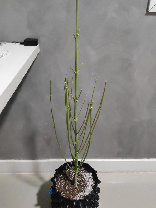 Lambeijax #Santa Maria. Week 13