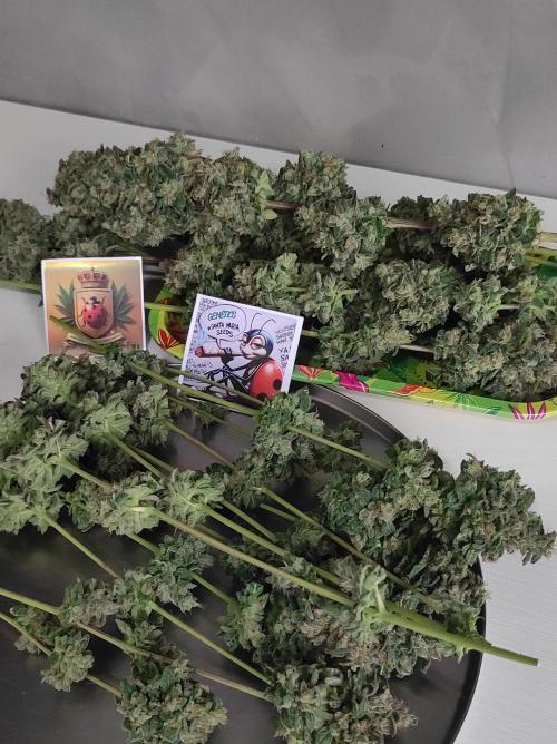 Lambeijax #Santa Maria. Week 13