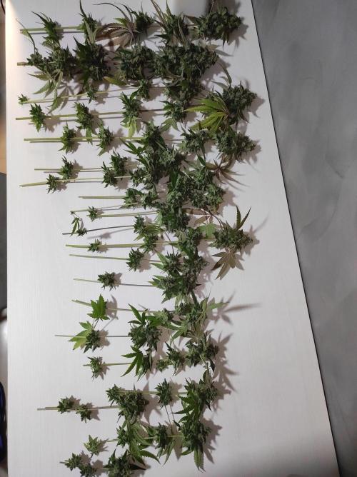 Lambeijax #Santa Maria. Week 13