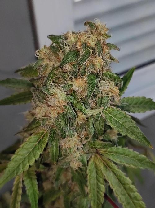 Lambeijax #Santa Maria. Week 13