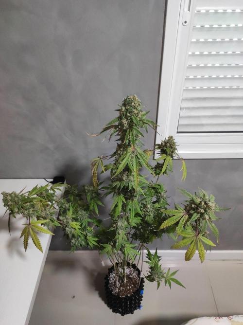 Lambeijax #Santa Maria. Week 13