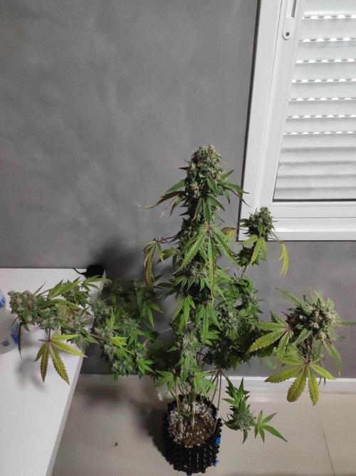 Lambeijax #Santa Maria. Week 13