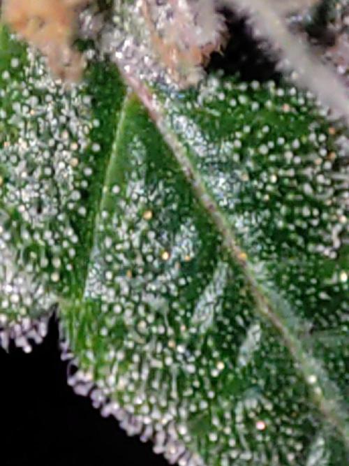 Lambeijax #Santa Maria. Week 13