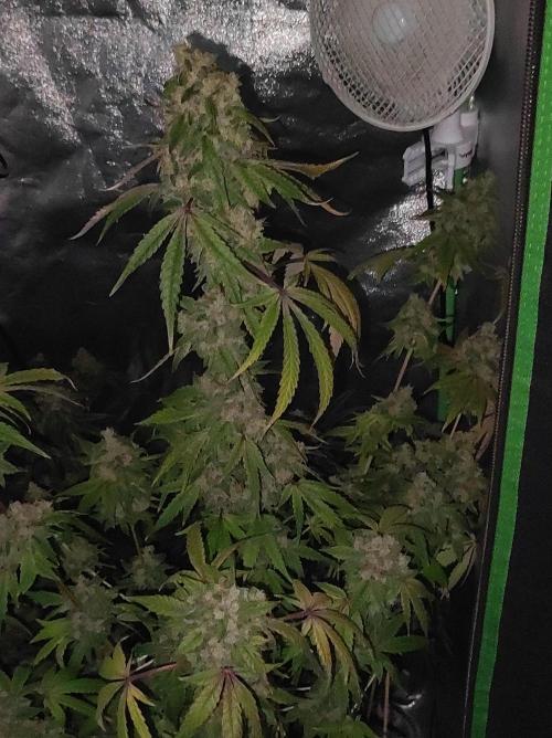 Lambeijax #Santa Maria. Week 13