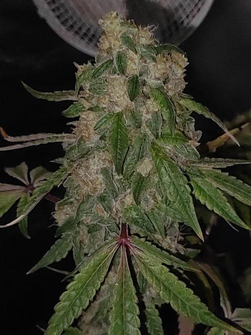 Lambeijax #Santa Maria. Week 13