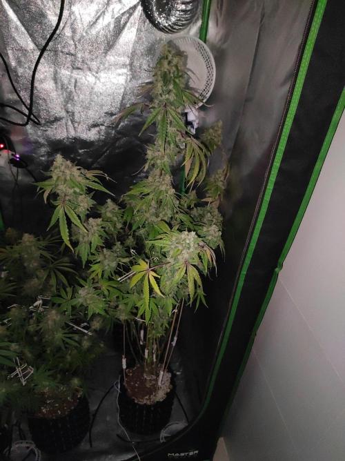 Lambeijax #Santa Maria. Week 13