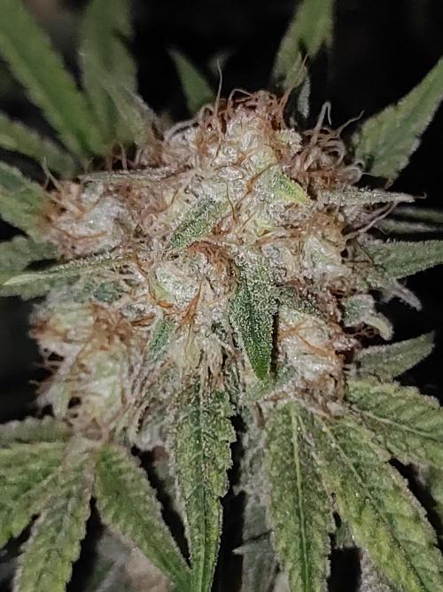 TUTIFRUIT #Santa Maria. Week 13