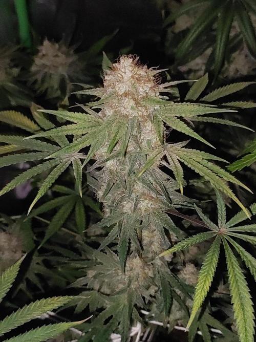 TUTIFRUIT #Santa Maria. Week 13