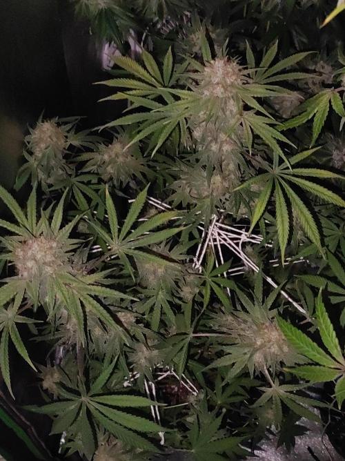 TUTIFRUIT #Santa Maria. Week 13