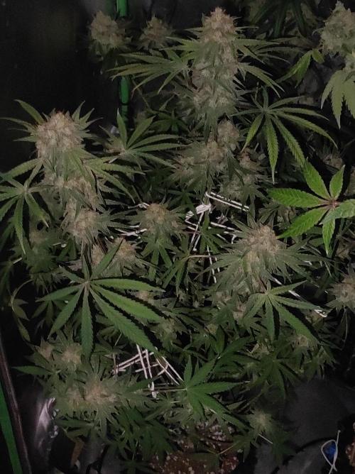 TUTIFRUIT #Santa Maria. Week 13