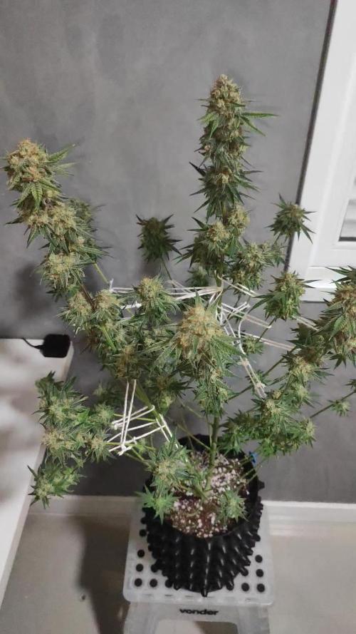 TUTIFRUIT #Santa Maria