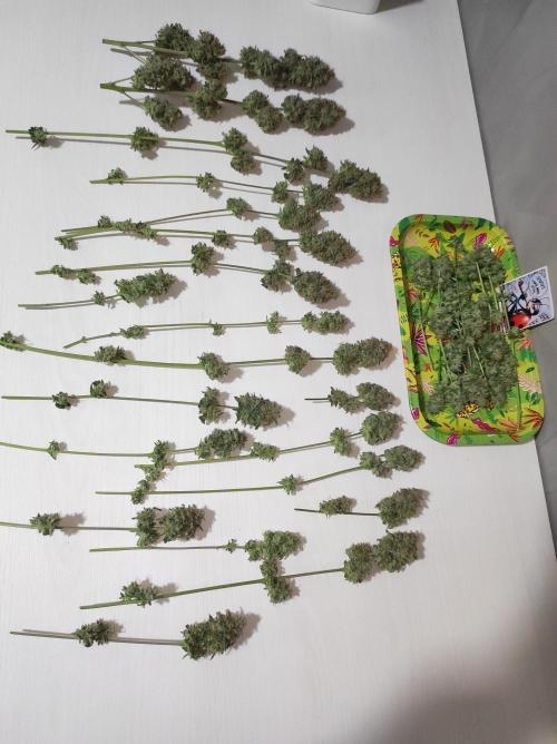 TUTIFRUIT #Santa Maria. Week 14