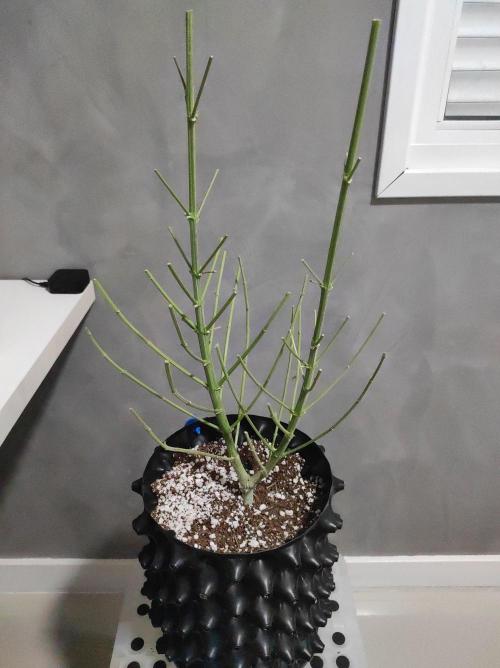 TUTIFRUIT #Santa Maria. Week 14