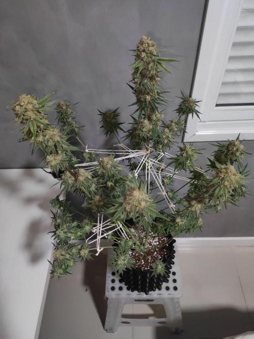 TUTIFRUIT #Santa Maria. Week 14