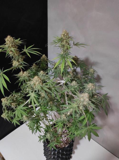 TUTIFRUIT #Santa Maria. Week 14
