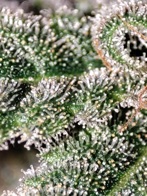 TUTIFRUIT #Santa Maria. Week 14