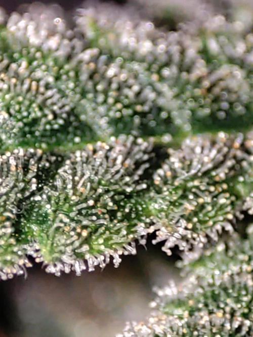 TUTIFRUIT #Santa Maria. Week 14