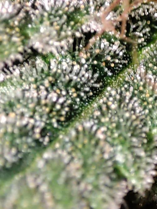 TUTIFRUIT #Santa Maria. Week 14