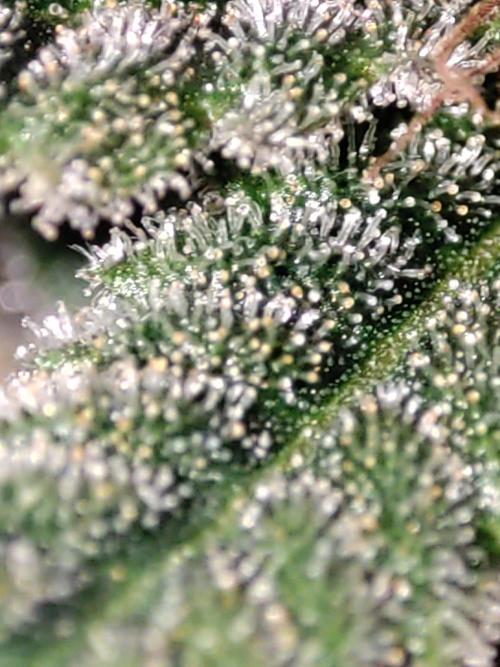 TUTIFRUIT #Santa Maria. Week 14