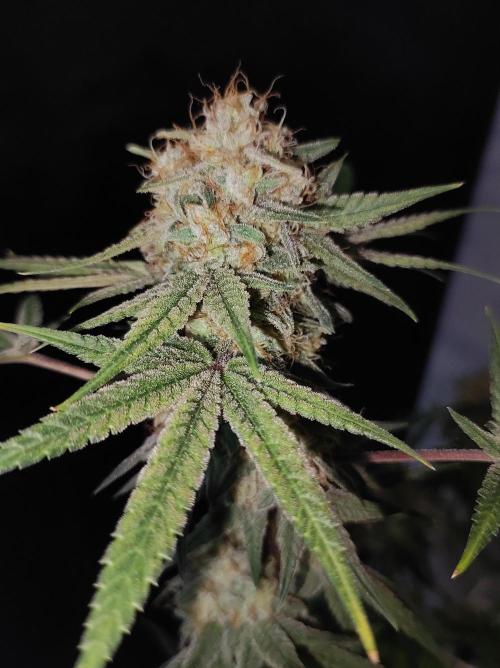 TUTIFRUIT #Santa Maria. Week 14