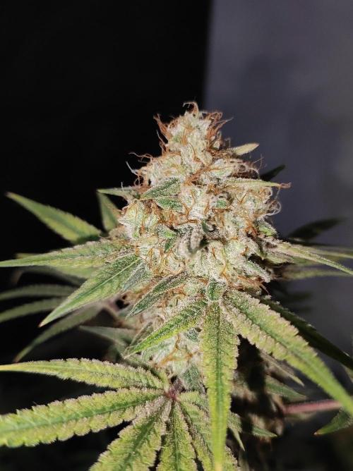 TUTIFRUIT #Santa Maria. Week 14