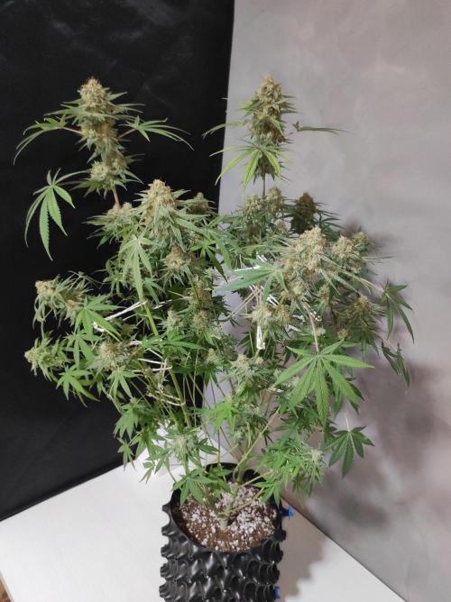 TUTIFRUIT #Santa Maria. Week 14