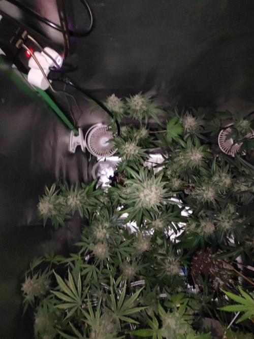 Gelato 41 #3. Week 13