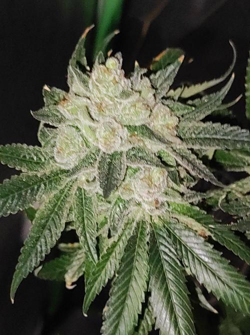 Gelato 41 #3. Week 13