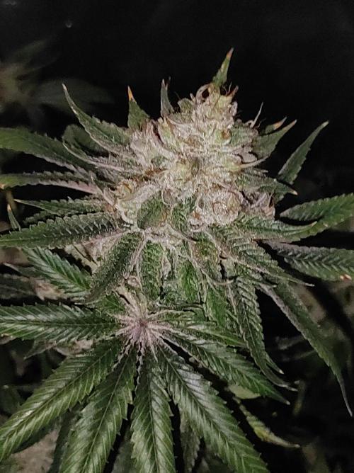 Gelato 41 #3. Week 13