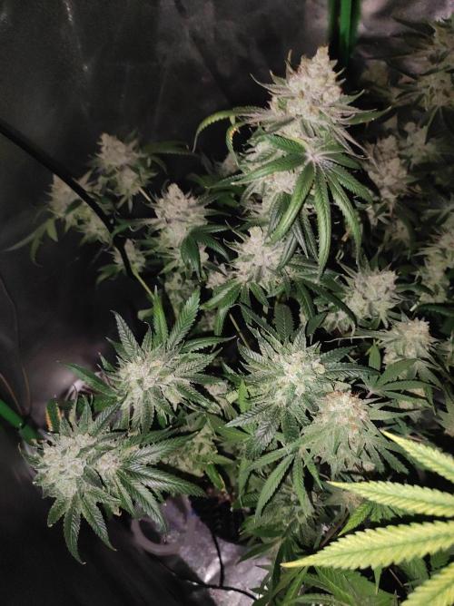 Gelato 41 #3. Week 13