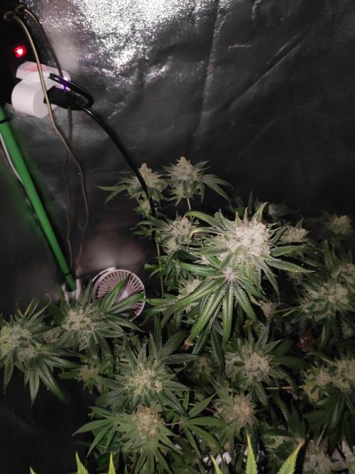 Gelato 41 #3. Week 13