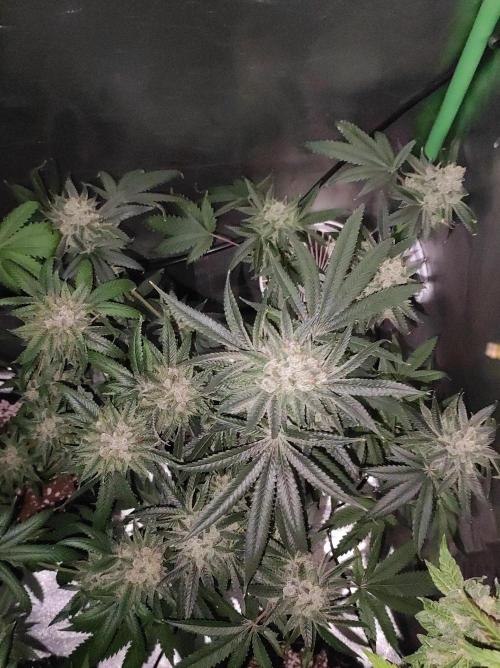 Gelato 41 #4. Week 13