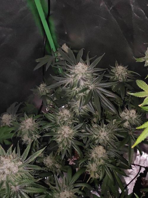 Gelato 41 #4. Week 13