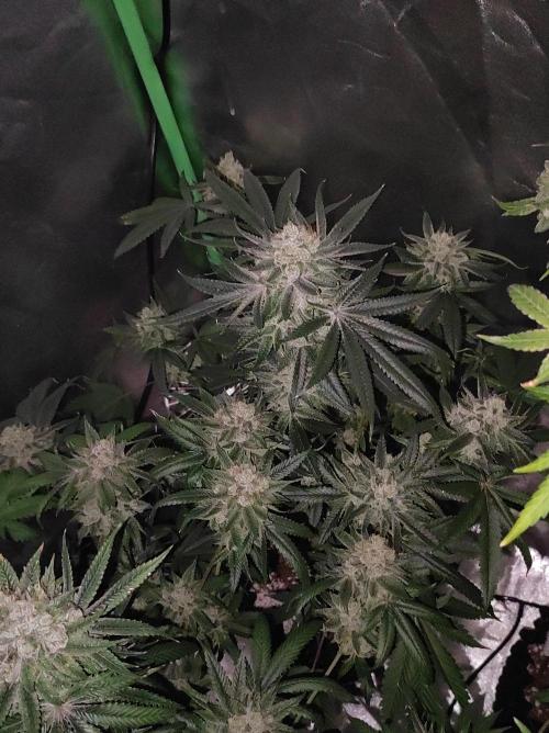 Gelato 41 #4. Week 13