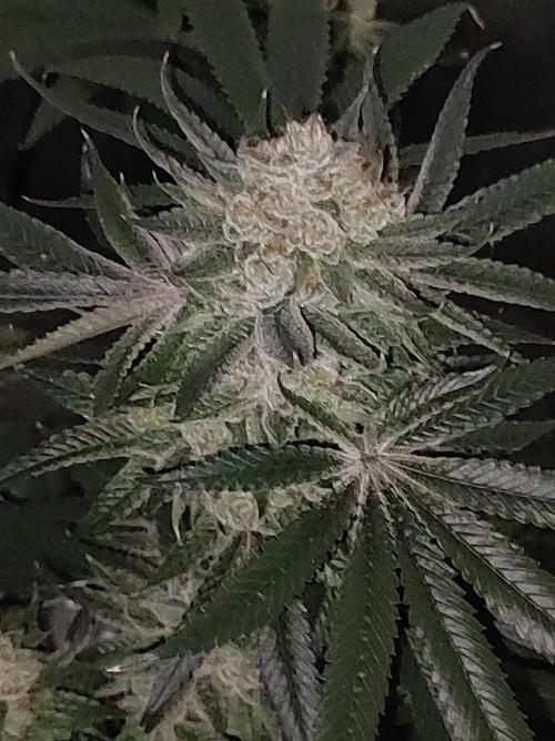 Gelato 41 #4. Week 13