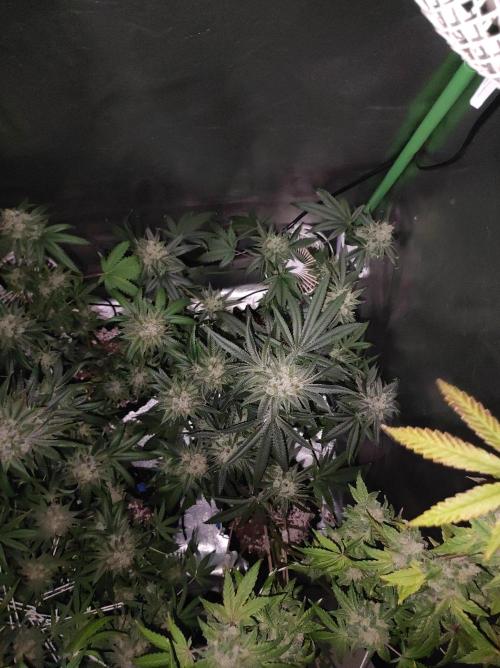 Gelato 41 #4. Week 13