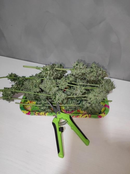 Gelato 41 #3. Week 14