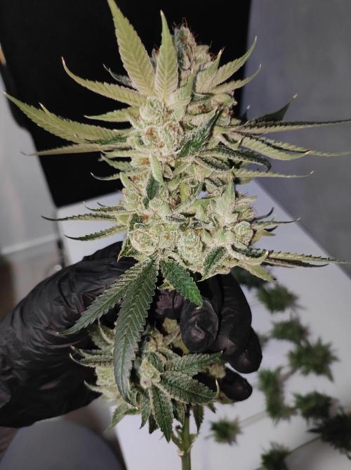 Gelato 41 #3. Week 14