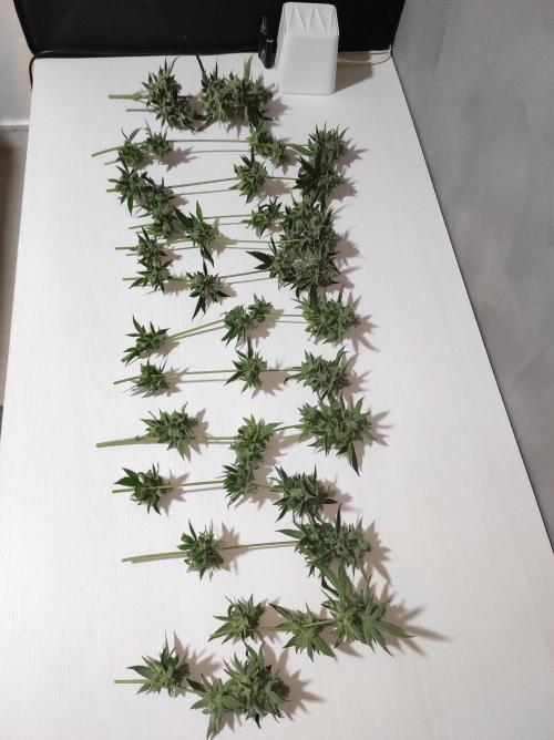 Gelato 41 #3. Week 14