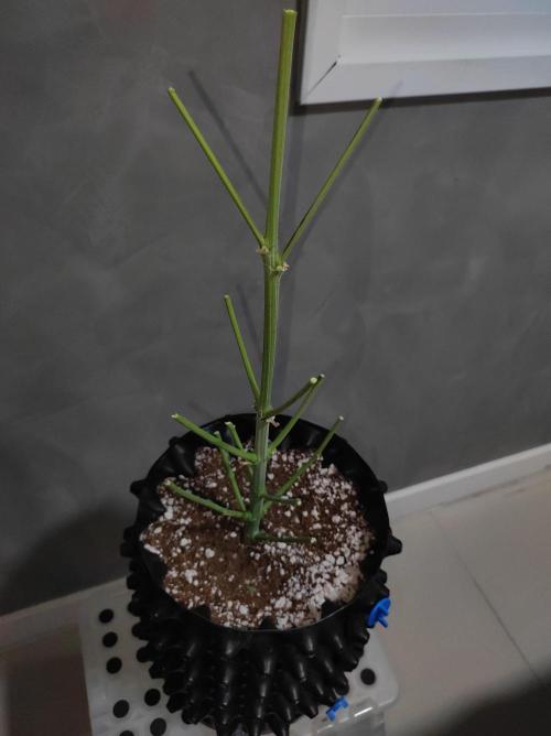 Gelato 41 #3. Week 14